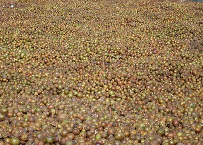 高产油茶挂果