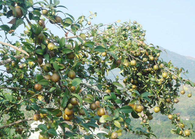 高产油茶挂果