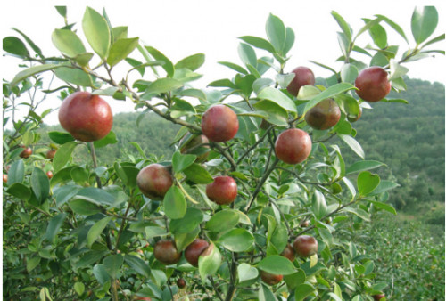 油茶的病虫害防治