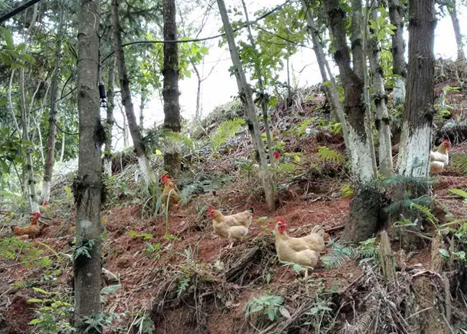 石斛林下养的土鸡