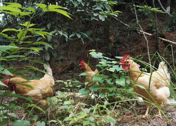 石斛林下养的土鸡