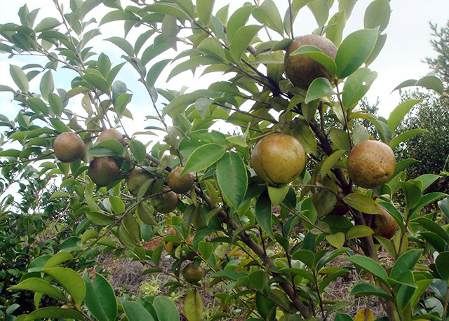 油茶种植基地