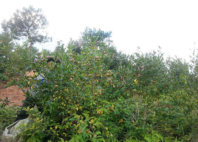 油茶种植基地