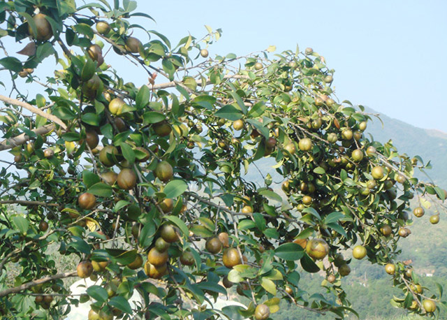 油茶种植基地