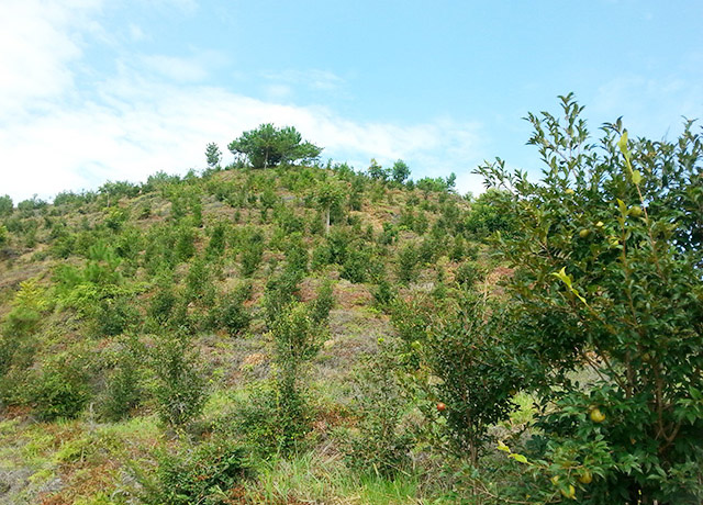 油茶种植基地