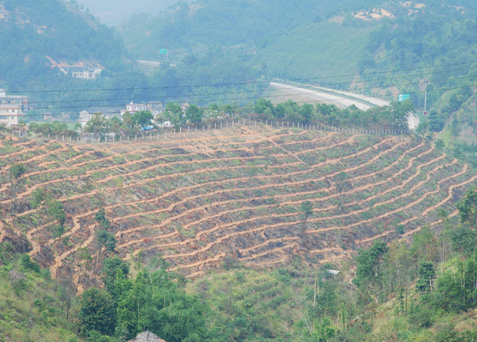 油茶种植基地