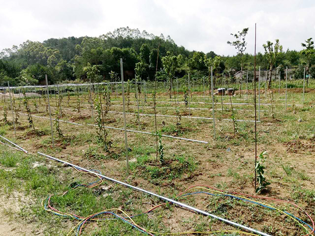 百香果基地